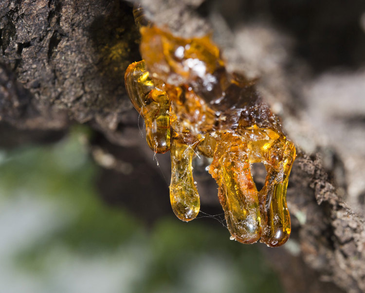 frankincense hangs from the tree bark
