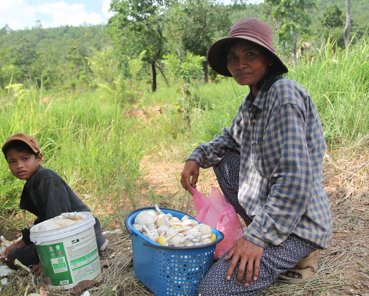 Mushroom picking in Cambodia
