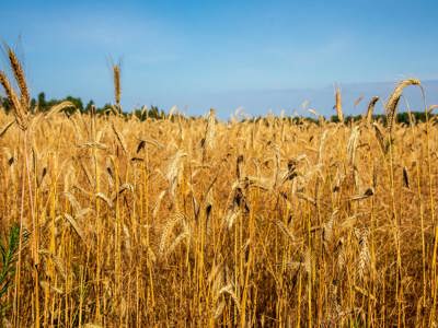 A field of wheat against a blue sky in Ukraine