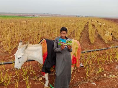 A boy stands in a field with a horse reading a HALO risk education booklet