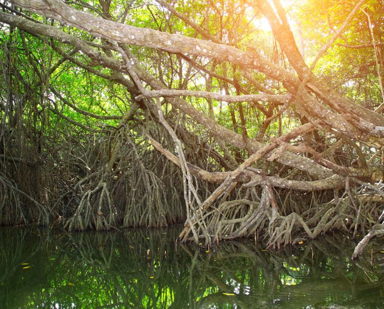 mangroves in Sri Lankas day time
