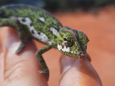 A close up image of a rare Somali chameleon found at the Khaatumo minefield on the Somalia-Somaliland border
