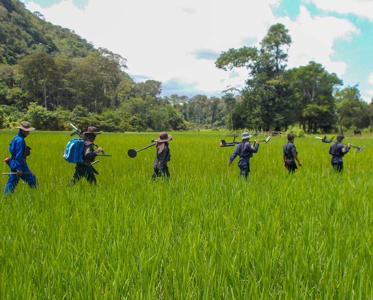 A survey team walk through tall grass whilst carrying their detectors