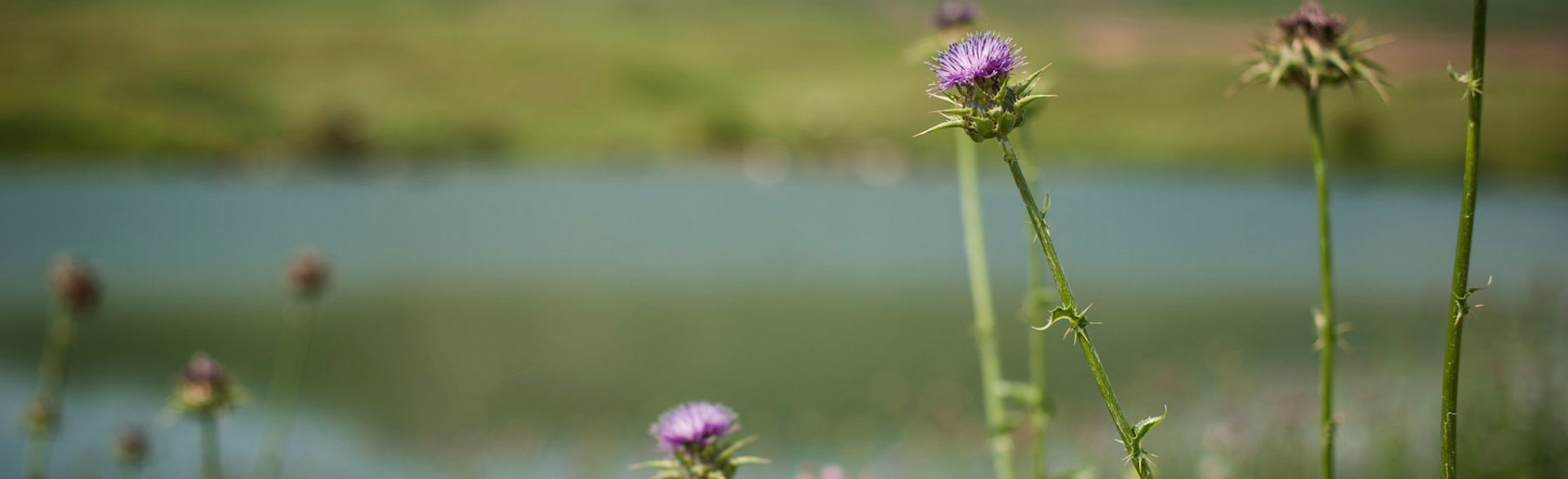 A thistle flower in front of a lake in Nagorno Karabakh