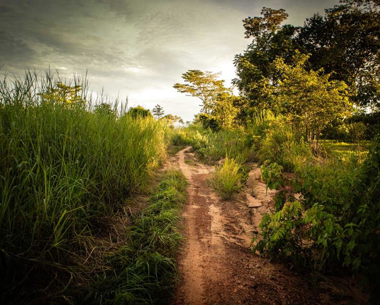 A foot path surrounded by long grass and trees