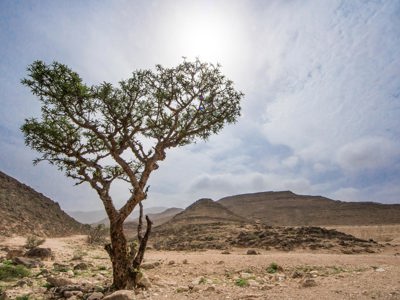 A frankincense tree against hills on dry ground in Somalia