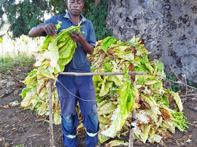 Joshua stands in front of his crop in Zimbabwe
