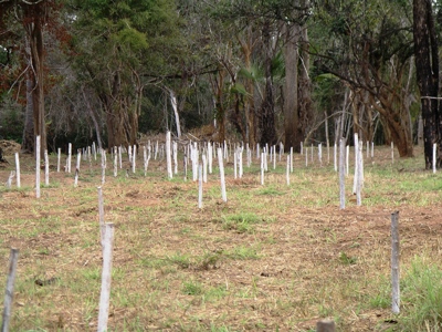 Wooden sticks in the ground in a former minefield next to a forest in rural Northern Mozambique