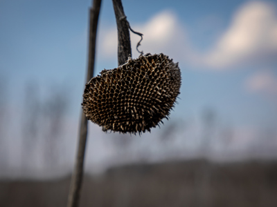 A close up of a dead plant on a farm field